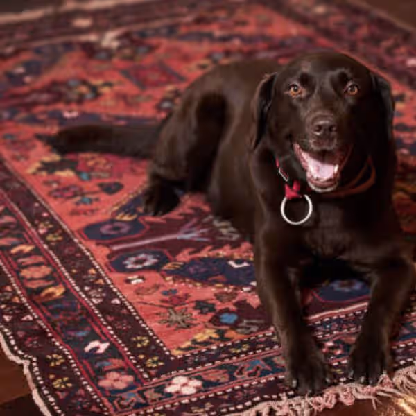 Rug pet urine odour removal Auckland – deep cleaning and deodorising for rugs