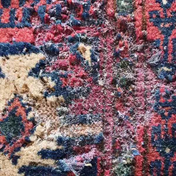 Severe rug moth infestation in Auckland showing extensive wool fibre damage caused by larvae feeding and structural deterioration